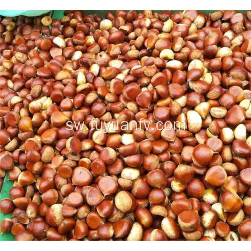 Sweet Organic Fresh chestnut 80-100pcs